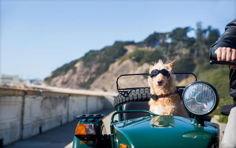 Marketing Genius: WhistleGPS Hits 10k Pre-Orders With Cute Dog Photos