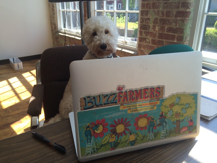 Meet One of the World’s Best Office Dogs, and Founder of the “Daily Growl”: Napa!